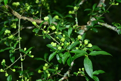 Euonymus morrisonensis