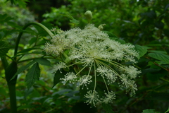 Angelica pubescens