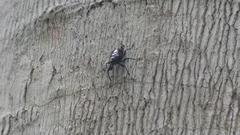 Anthribinae