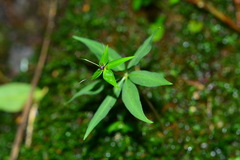 Paris polyphylla stenophylla