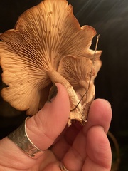 Gymnopilus aurantiophyllus