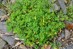Corydalis pallida
