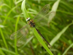 Gynacantha subinterrupta