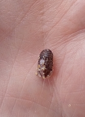 Isocladus armatus