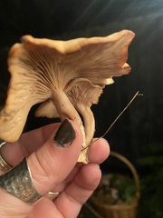 Gymnopilus aurantiophyllus