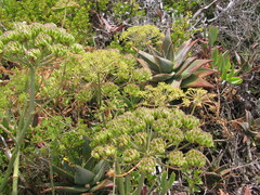 Cynorhiza typica