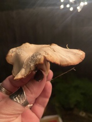 Gymnopilus aurantiophyllus