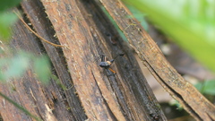 Rhynocoris nitidulus