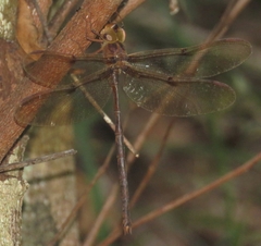 Telephlebia tryoni