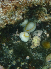 Monetaria annulus