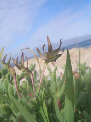 Freesia viridis