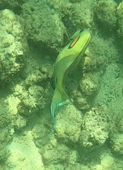 Acanthurus olivaceus