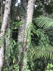 Monstera adansonii blanchetii