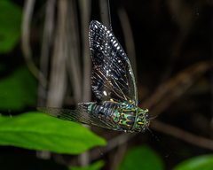 Amphipsalta zelandica