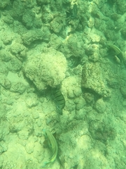 Acanthurus olivaceus