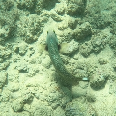 Novaculichthys taeniourus