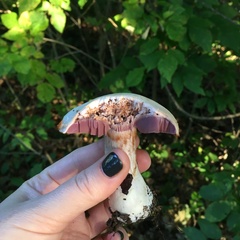Laccaria ochropurpurea