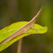 Sumichrast Toothpick Grasshopper - Photo (c) Greg Lasley, some rights reserved (CC BY-NC), uploaded by Greg Lasley