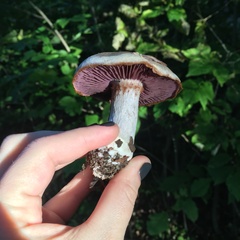 Laccaria ochropurpurea