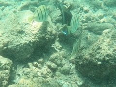 Acanthurus olivaceus