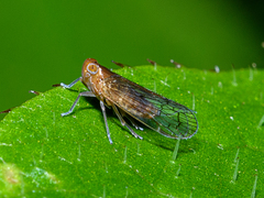 Cixioidea