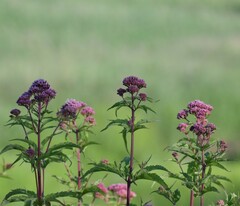 Eupatorium cannabinum