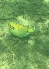 Acanthurus olivaceus