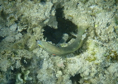 Stethojulis bandanensis