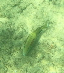 Acanthurus olivaceus