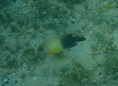 Chrysiptera unimaculata