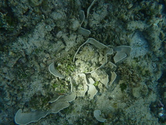 Lamellodysidea