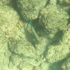 Thalassoma trilobatum