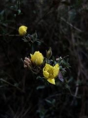 Crocanthemum glomeratum