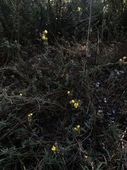 Crocanthemum glomeratum