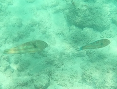 Thalassoma trilobatum