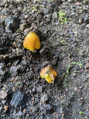 Hygrocybe acutoconica
