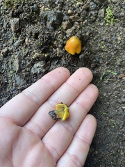 Hygrocybe acutoconica