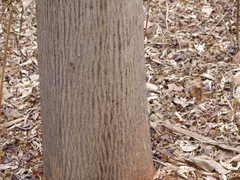 Cochlospermum religiosum