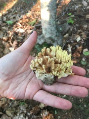 Ramaria rasilispora