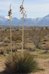 Hesperoyucca whipplei