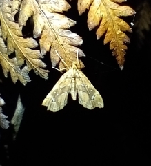 Musotima nitidalis