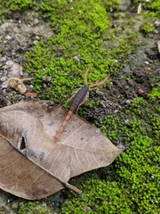 Centruroides ochraceus