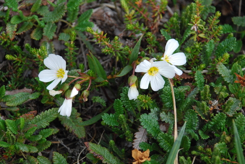 Siberian narrow-leaved claytonia
