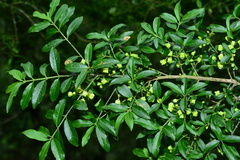 Euonymus morrisonensis