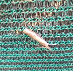 Orocrambus flexuosellus