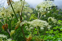 Angelica pubescens