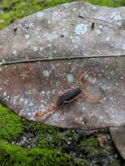 Centruroides ochraceus