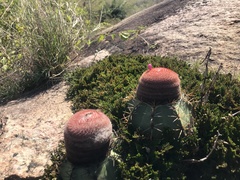 Melocactus concinnus