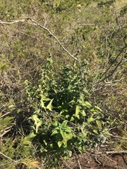 Orthophytum benzingii