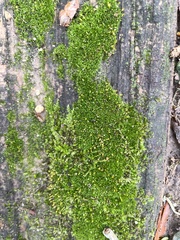 Brachytheciaceae